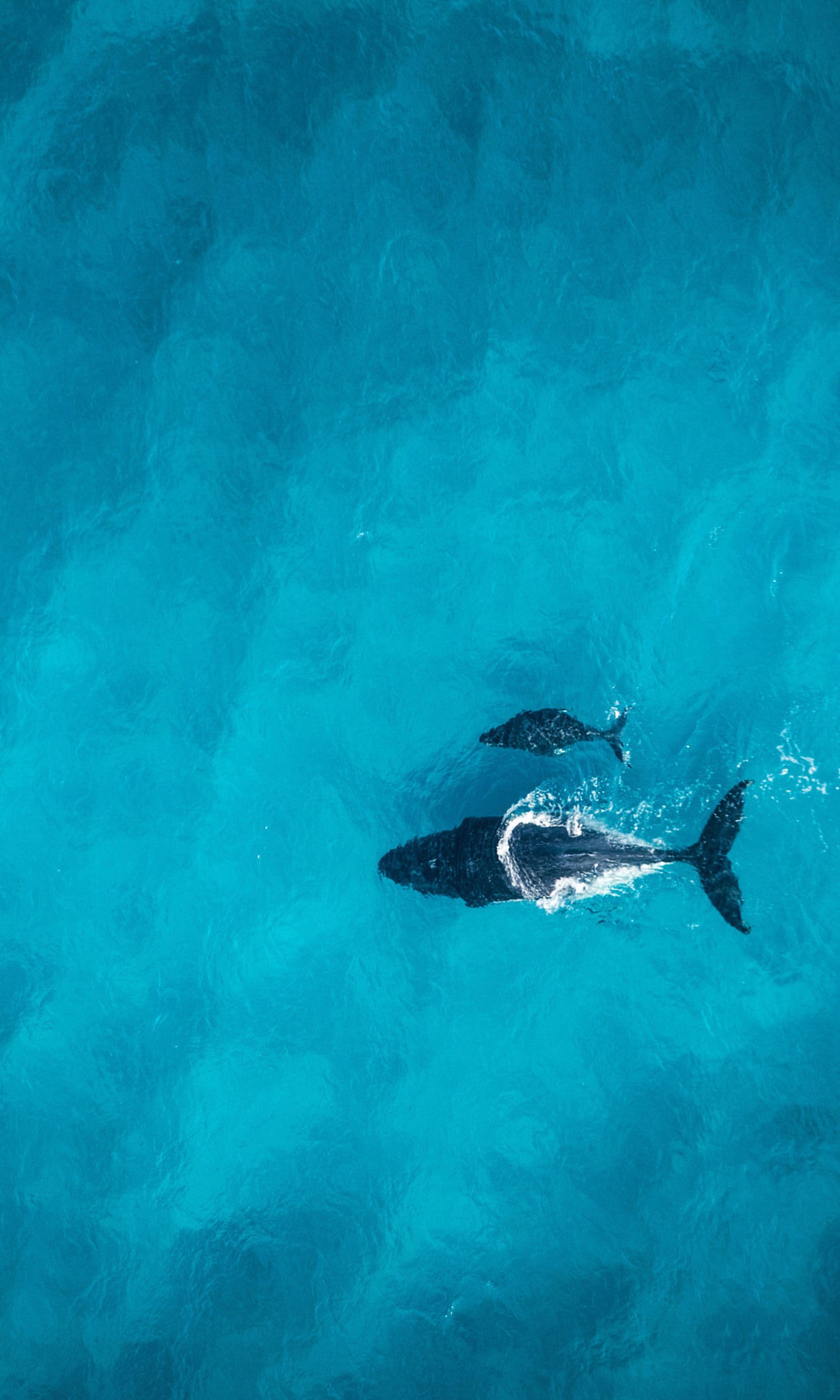 There are two dolphins swimming in the blue water together (blue, ocean, sea, whales)