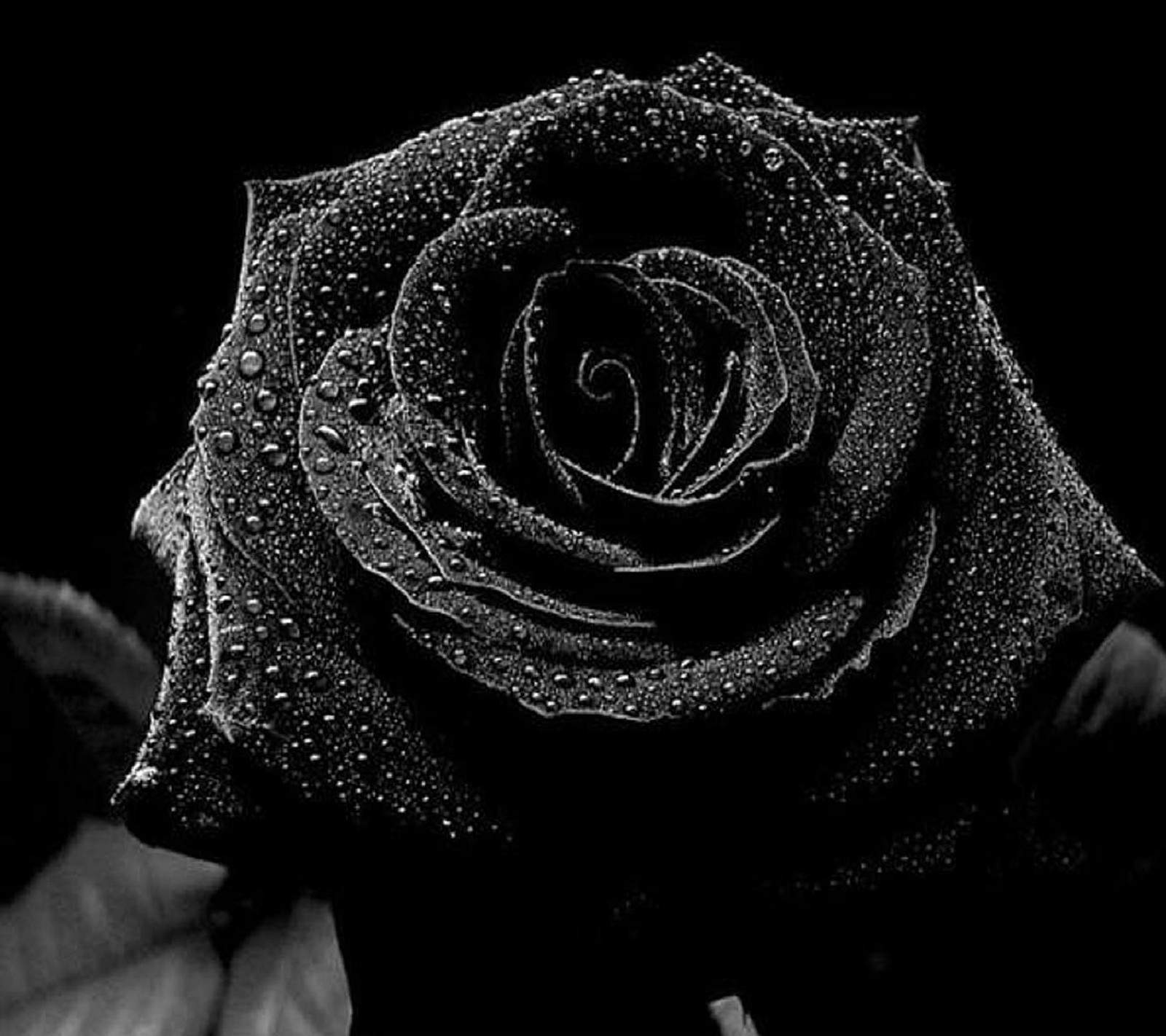 A black and white photo of a rose with water droplets (yjkdryj, ysrykjs)