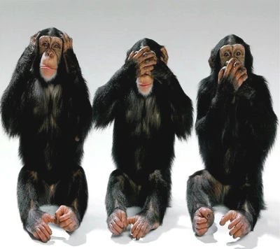 Tres chimpancés sentados en fila, cada uno cubriendo sus ojos, oídos o boca, encarnando el concepto de "no ver el mal, no oír el mal, no hablar del mal.