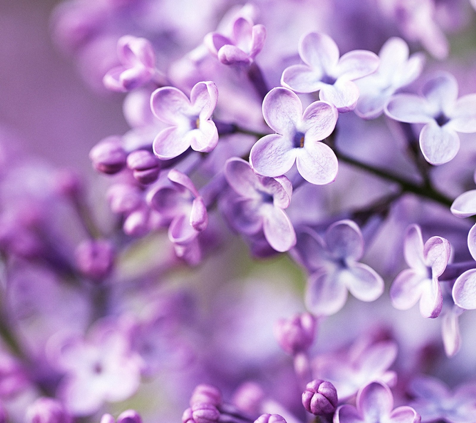 Téléchargez le fond d'écran floraison, fleurs, lilas, arbre