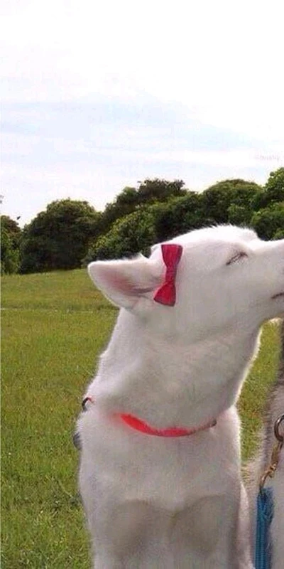 Cute puppy with a red bow enjoying the outdoors.