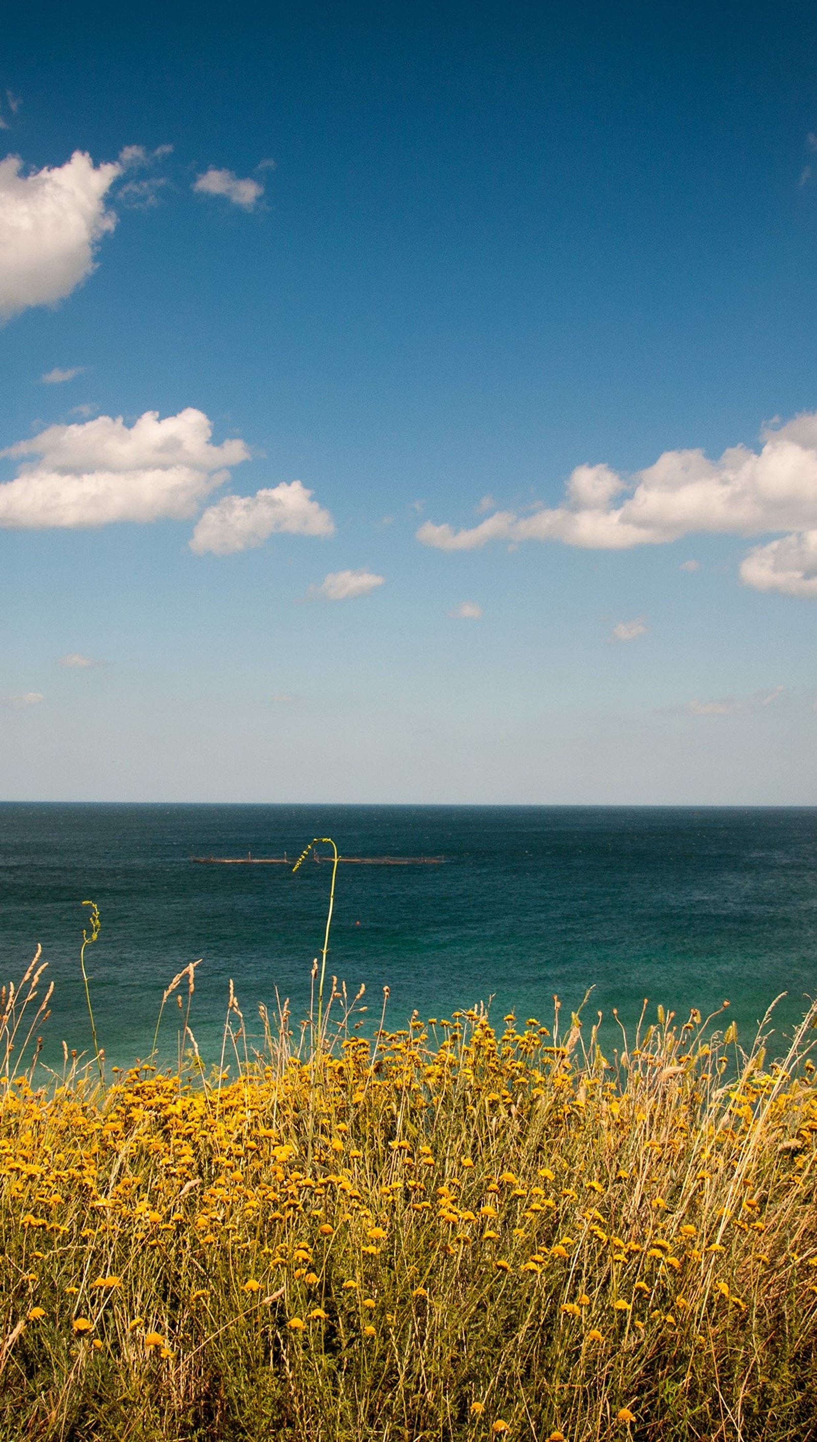 Lade blumen, ozean Hintergrund herunter