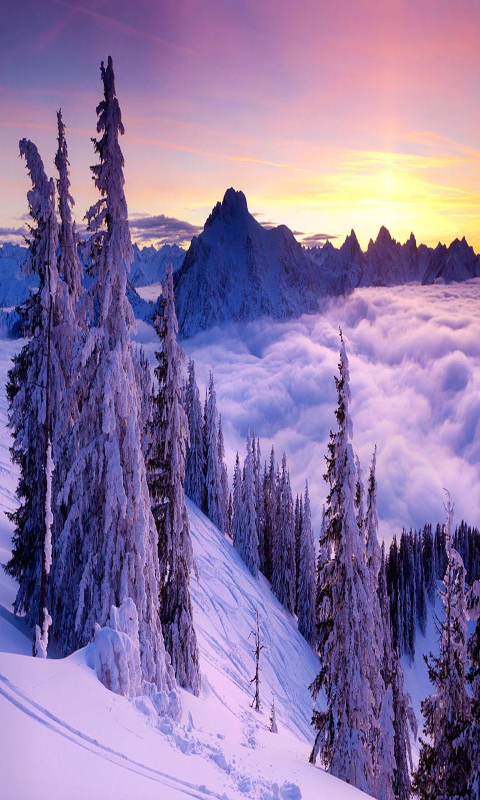 Snowy trees on a mountain with a sunset in the background (beautiful, cute, look, nice)