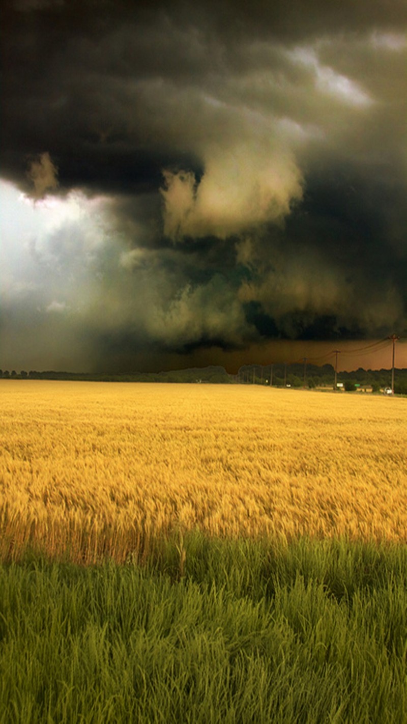 Ein aromatisiertes weizenfeld mit einem sturm, der in der ferne aufzieht (herbst, landschaft)