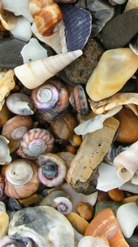 abstract, colorful, shells