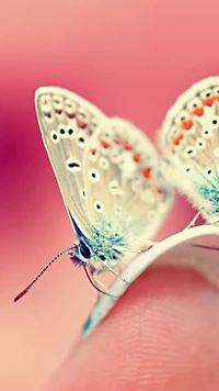 Beleza delicada: Um close-up de uma borboleta em uma ponta de dedo