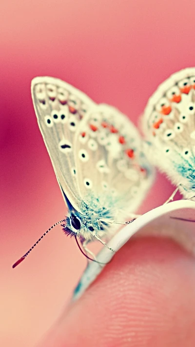 Delicate Beauty: A Close-Up of a Butterfly on a Fingertip