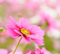 Vibrant Pink Flower in Bloom