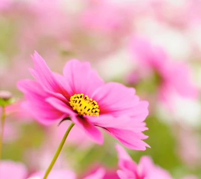 Fleur rose vibrante en pleine floraison