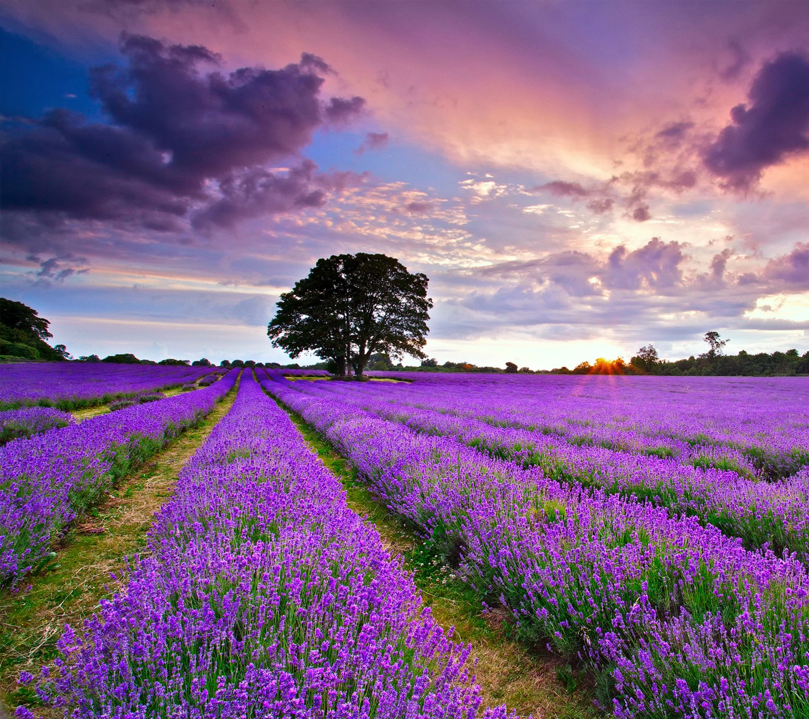 Lade feld, blumen, hd, lavendel, natur Hintergrund herunter