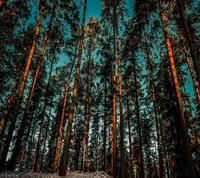 Majestätische Bäume, die zum Himmel in Belgrads ruhigem Wald greifen