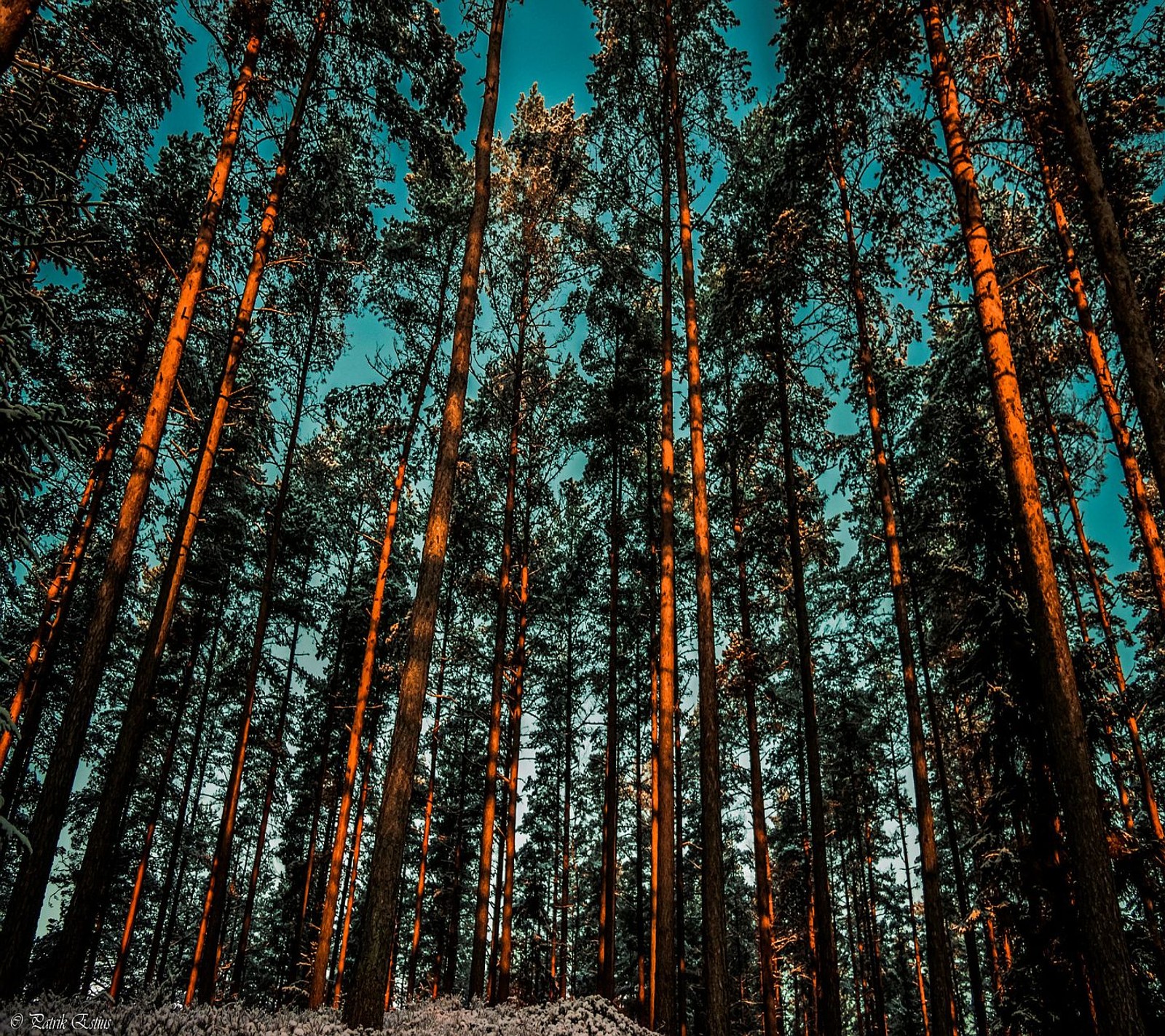 Vue d'une forêt avec de grands arbres et de la neige au sol (abej, beograd, arbres)