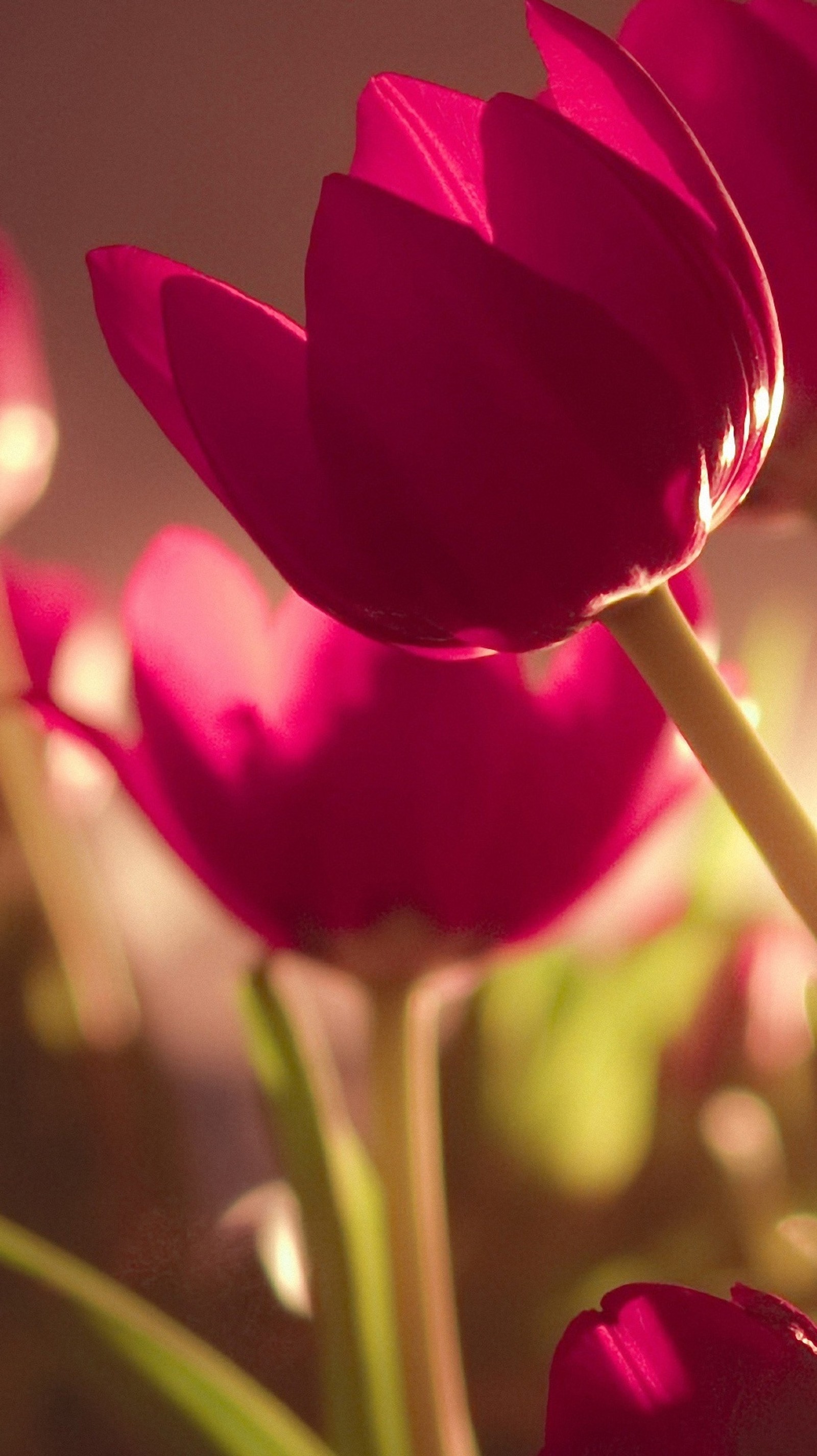 Há muitas flores rosas em um vaso com caules verdes. (beleza, natureza, vermelho, primavera, tulipas)