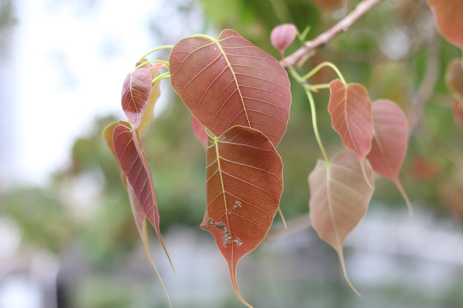 There is a close up of a tree with many leaves (leaf, nature, photography)