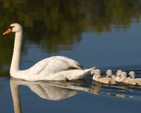 Ein majestätischer Schwan, der anmutig auf ruhigem Wasser gleitet und eine Reihe von flauschigen Küken anführt.