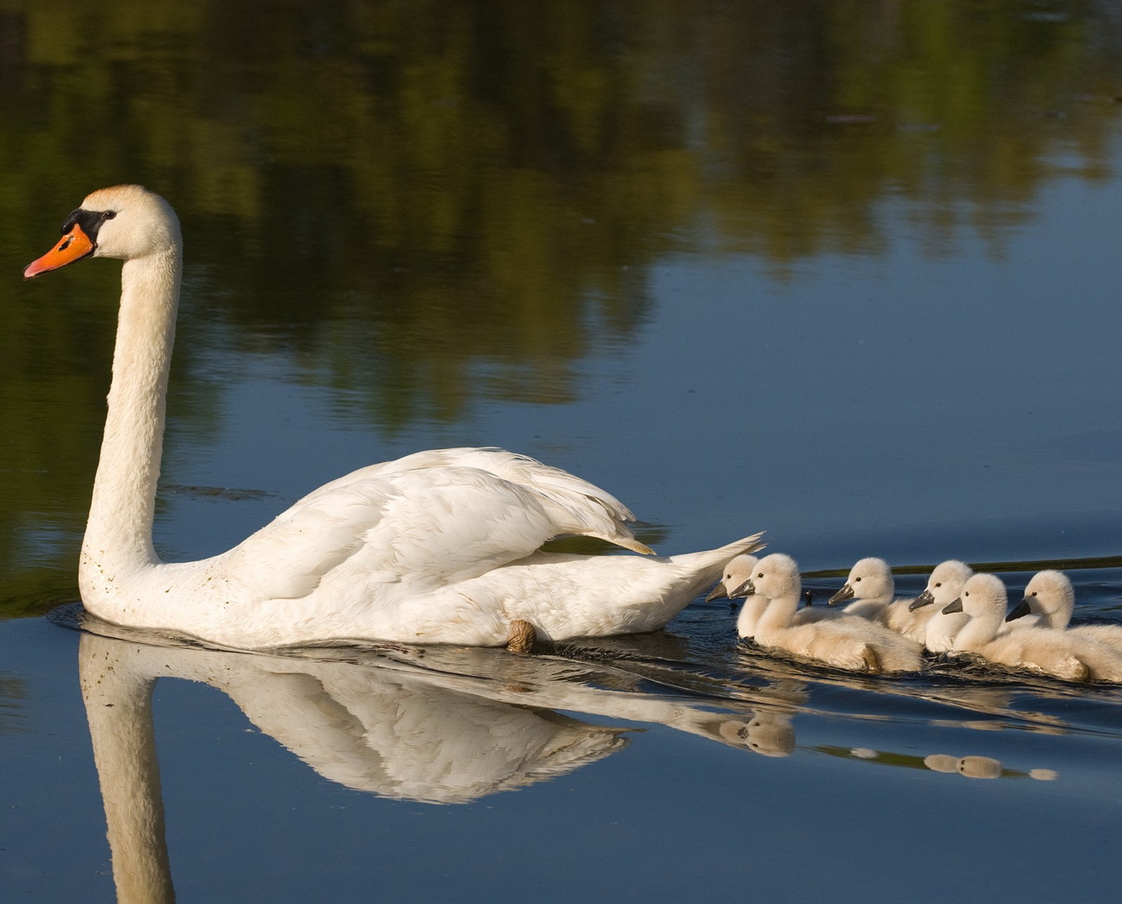 animal, nature, swan wallpaper