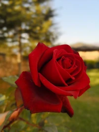 Vibrant Red Rose in a Natural Setting