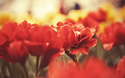 pétale, fleur, rouge, orange, plante à fleurs