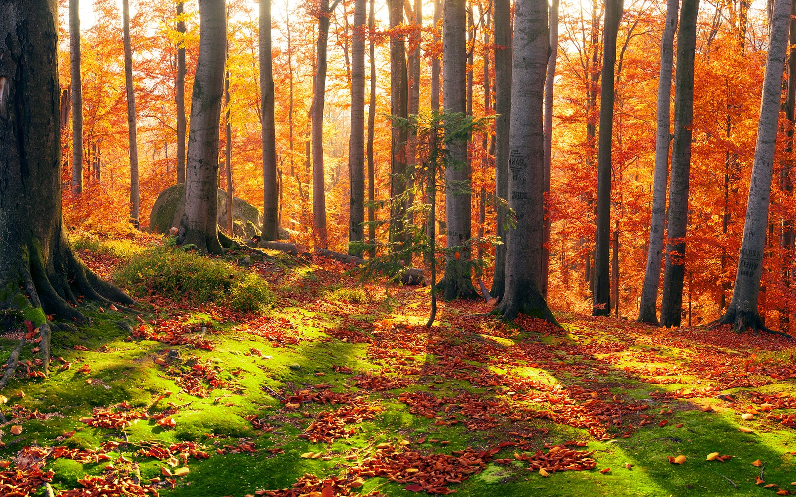 Une forêt avec beaucoup d'arbres et des feuilles au sol (nature, forêt, boisé, à feuilles caduques, bosquet)