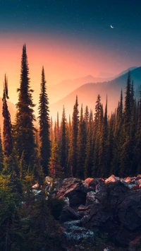 Crépuscule serein dans un paysage forestier luxuriant