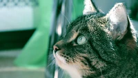 Smiley Green Cat in Soft Light