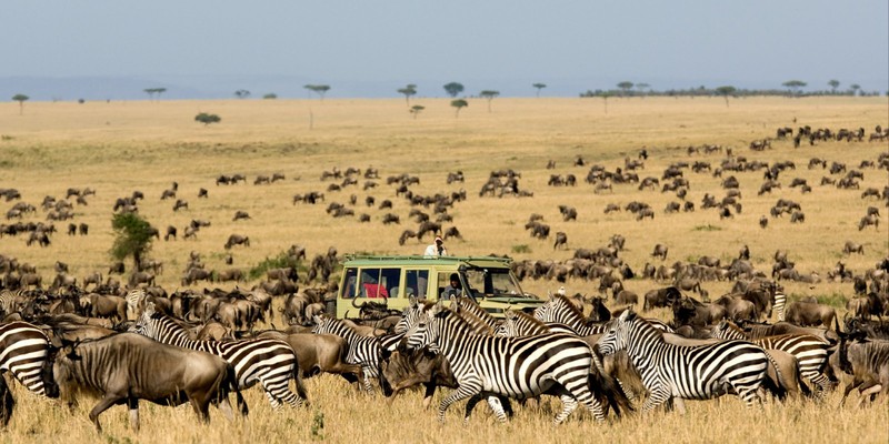 Зебры и антилопы в поле с сафари-автомобилем на заднем плане (сафари, safari, дикая природа, стадо, наземное животное)