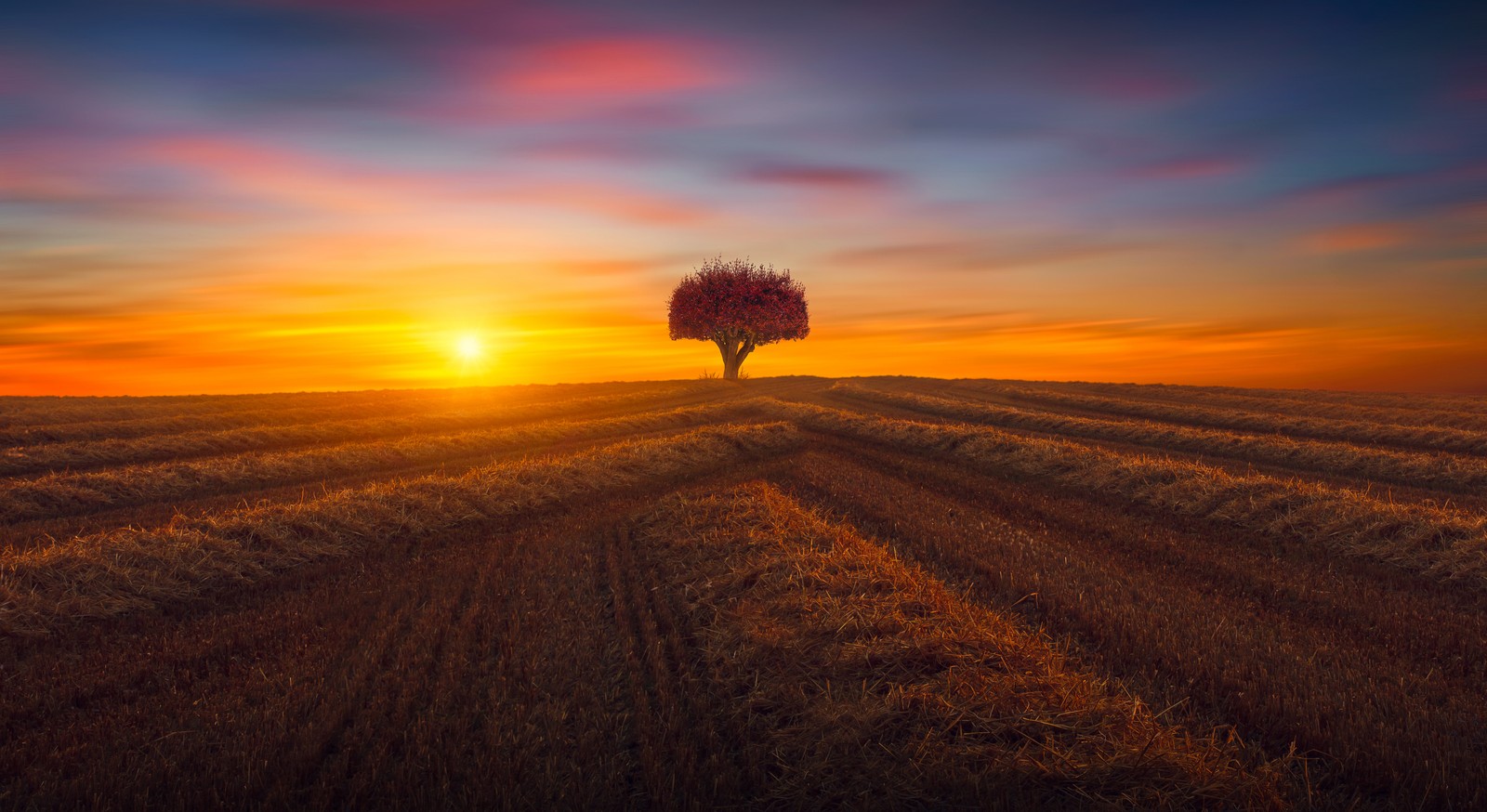 Un árbol solitario se erige en un campo al atardecer (árbol solitario, agricultura, campos, atardecer, noche)