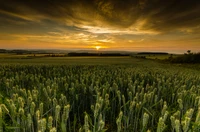 escocia, campo, cosecha, pradera, pasto