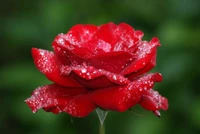 Primer plano de una rosa roja en flor cubierta de rocío