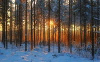 Bosque invernal iluminado por el sol: un bosque cubierto de nieve y sereno