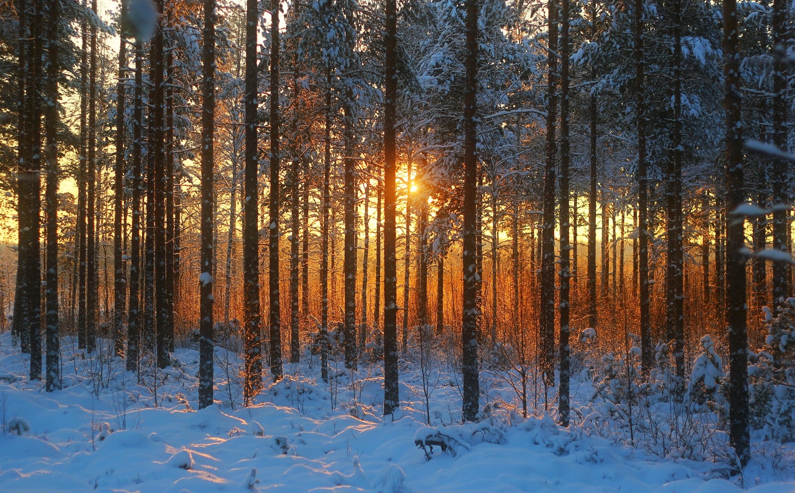 Скачать обои лес, зима, дерево, снег, природа