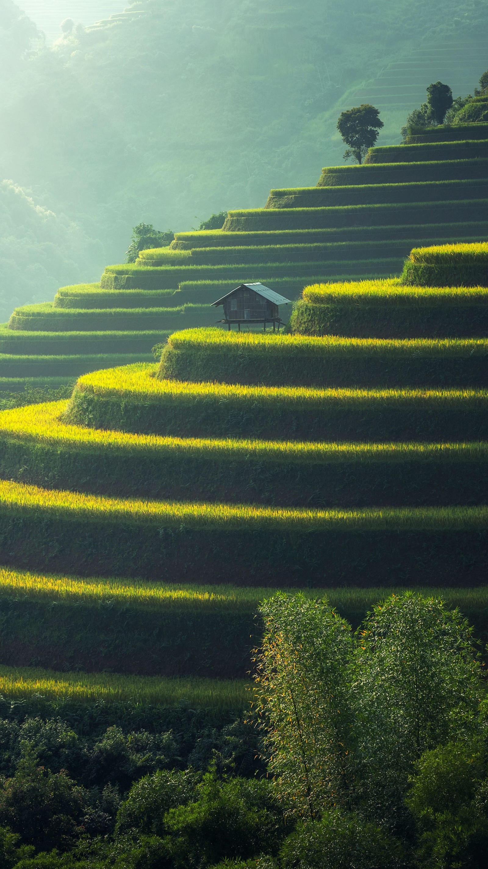 Terrazas con una casa en la parte superior (mundo, planta, naturaleza, hoja, botánica)