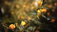 Lebendige gelbe Wildblumen in einer sonnigen Frühlingslandschaft