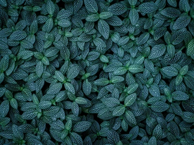 Close-up de folhas verdes exuberantes criando um padrão estético de folhas