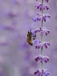 Abeja polinizando flores de lavanda