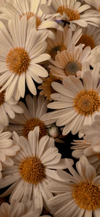 White Daisy Blooms with Vibrant Yellow Centers