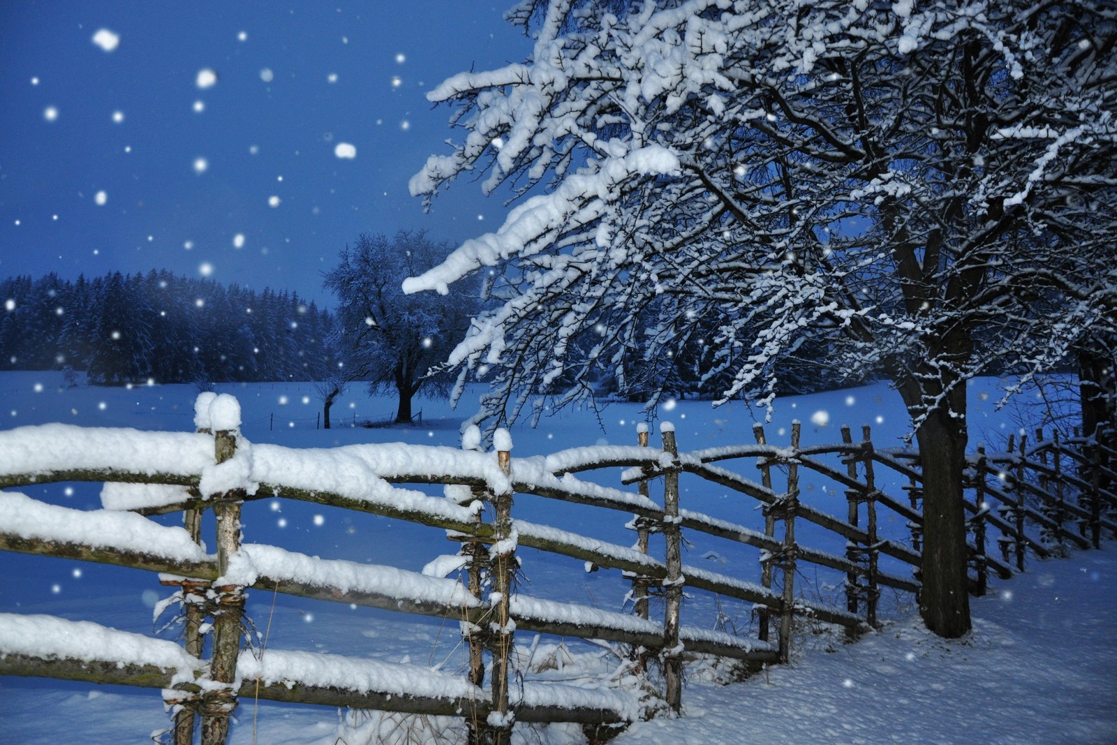 Uma cerca coberta de neve em um campo com árvores e neve caindo (neve, inverno, árvore, congelamento, geada)