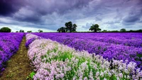 lavanda, flor, planta com flores, roxo, lavanda inglesa