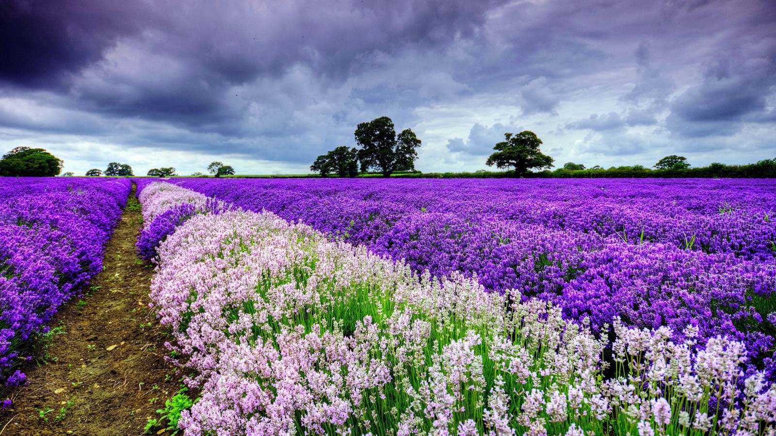 Un campo de flores moradas bajo un cielo nublado (lavanda, flor, planta floreciendo, púrpura, lavanda inglesa)