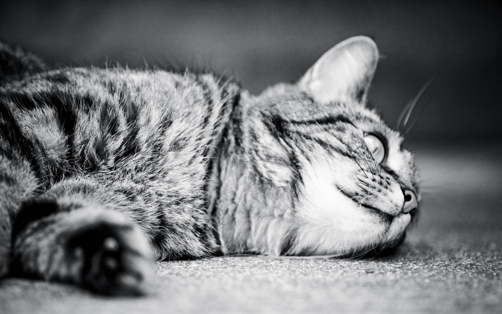 Jirafa acostada en el suelo con los ojos cerrados (cat, gato atigrado, gatito, fauna, mamífero)