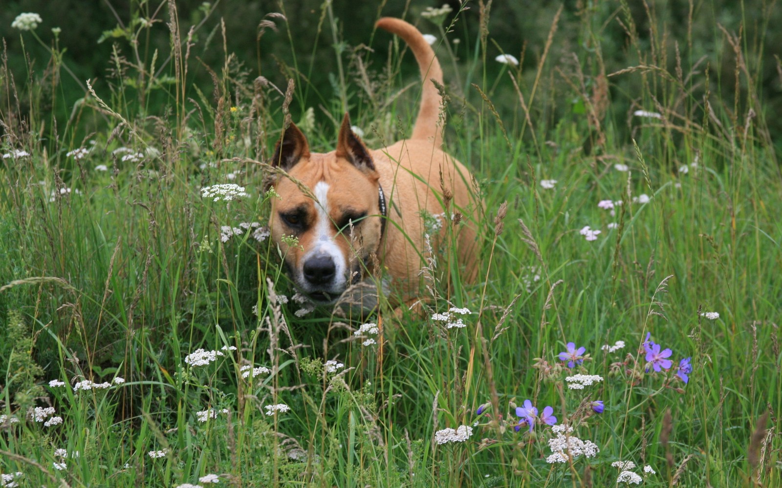 Hay un perro caminando por la hierba alta (perro bull terrier de staffordshire, pit bull americano, terriero americano de staffordshire, american staffordshire terrier, cachorro)