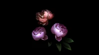 Rosas elegantes sobre un fondo negro: Una colorida exhibición floral