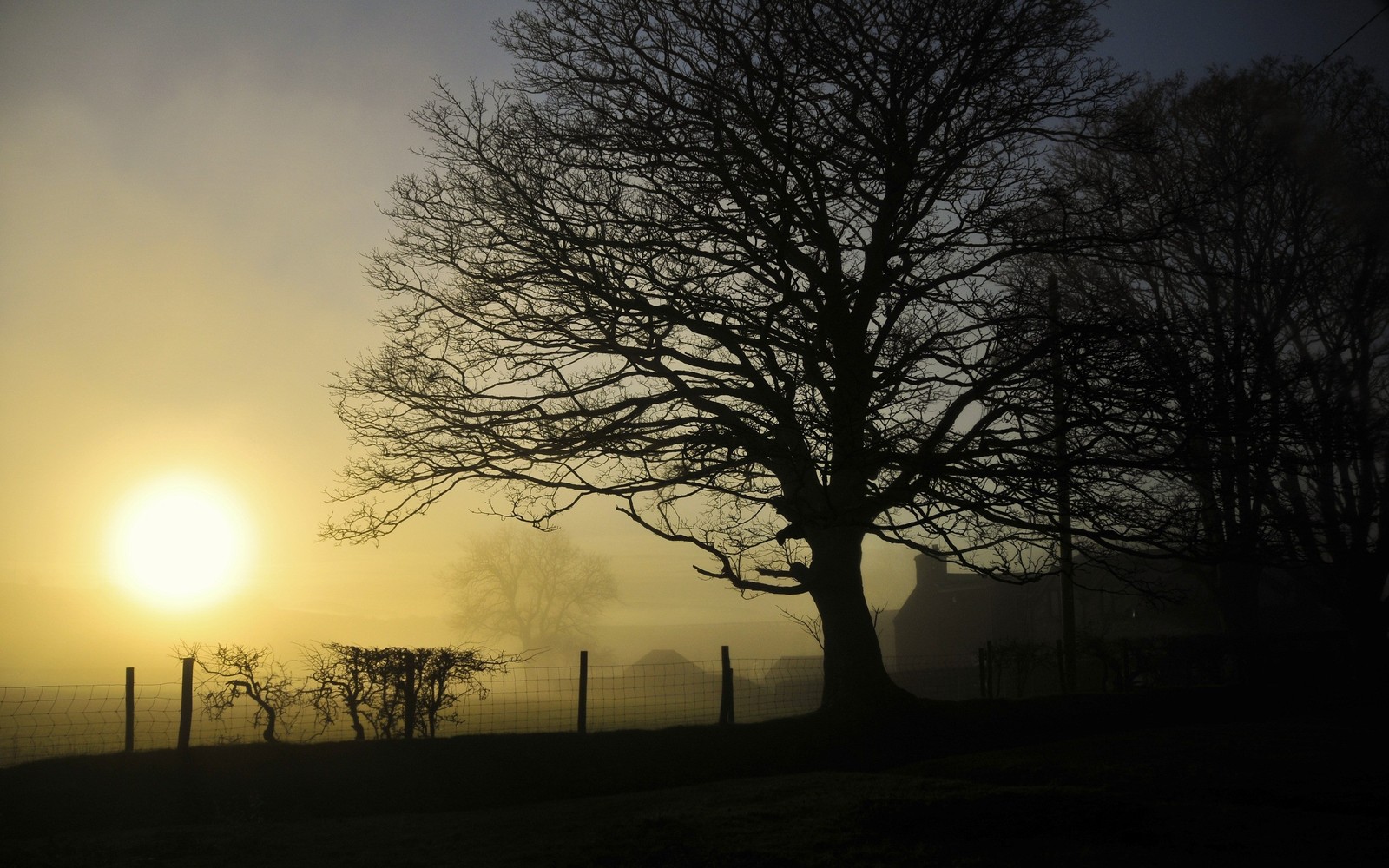 Un arbre isolé dans un champ avec une clôture et une zone clôturée (coucher de soleil, arbre, branche, matin, plante ligneuse)