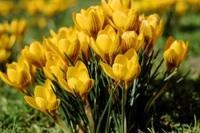 Vibrantes flores de crocus de azafrán amarillo en un exuberante prado de primavera