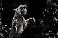 Majestuoso tigre blanco rugiendo en la oscuridad