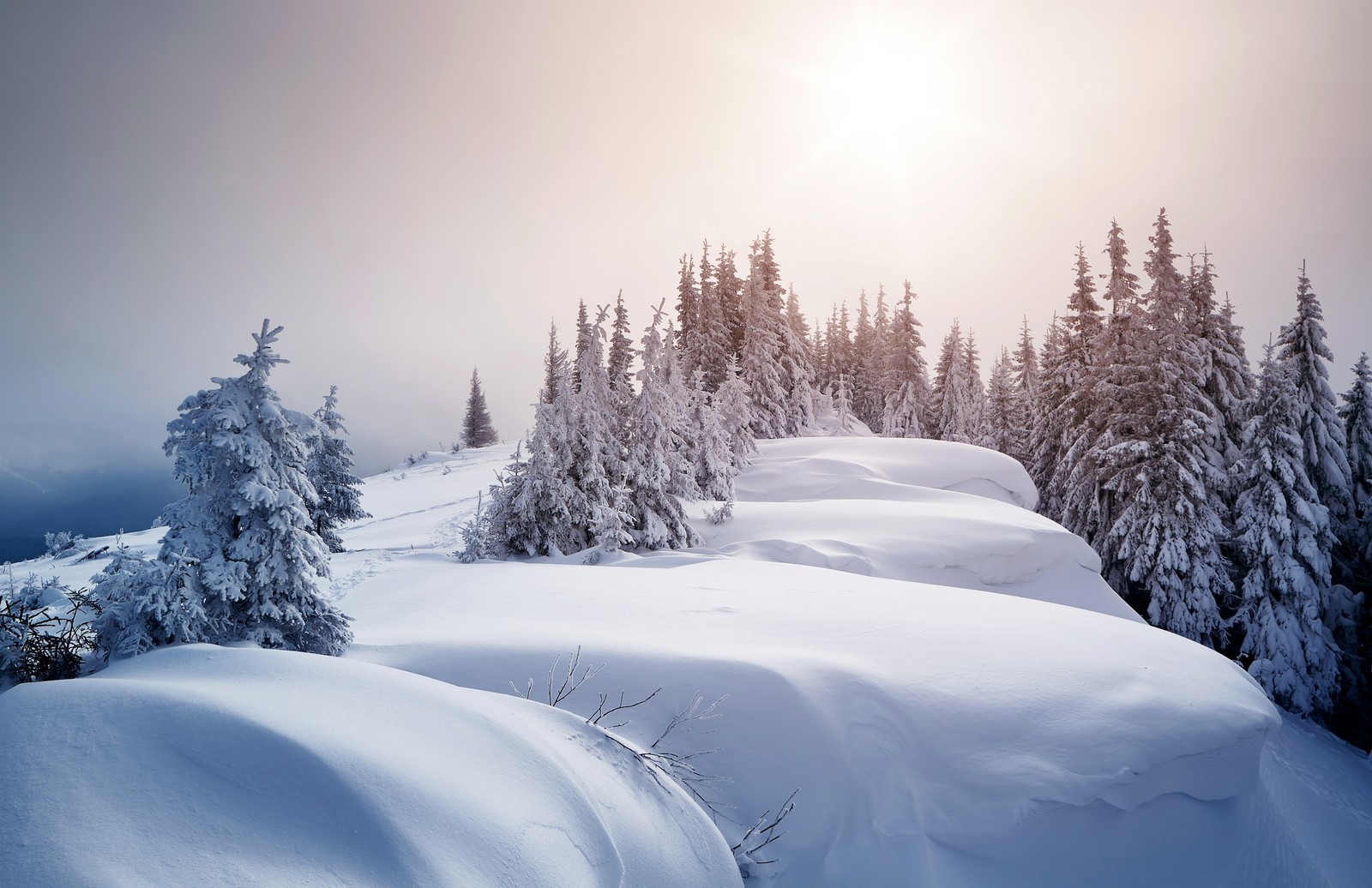 Snowy trees on a mountain with a sun in the background (clip art, snow, winter, nature, tree)