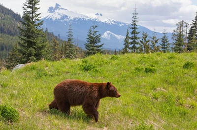 ours grizzly, ours, ours brun, sauvage, faune