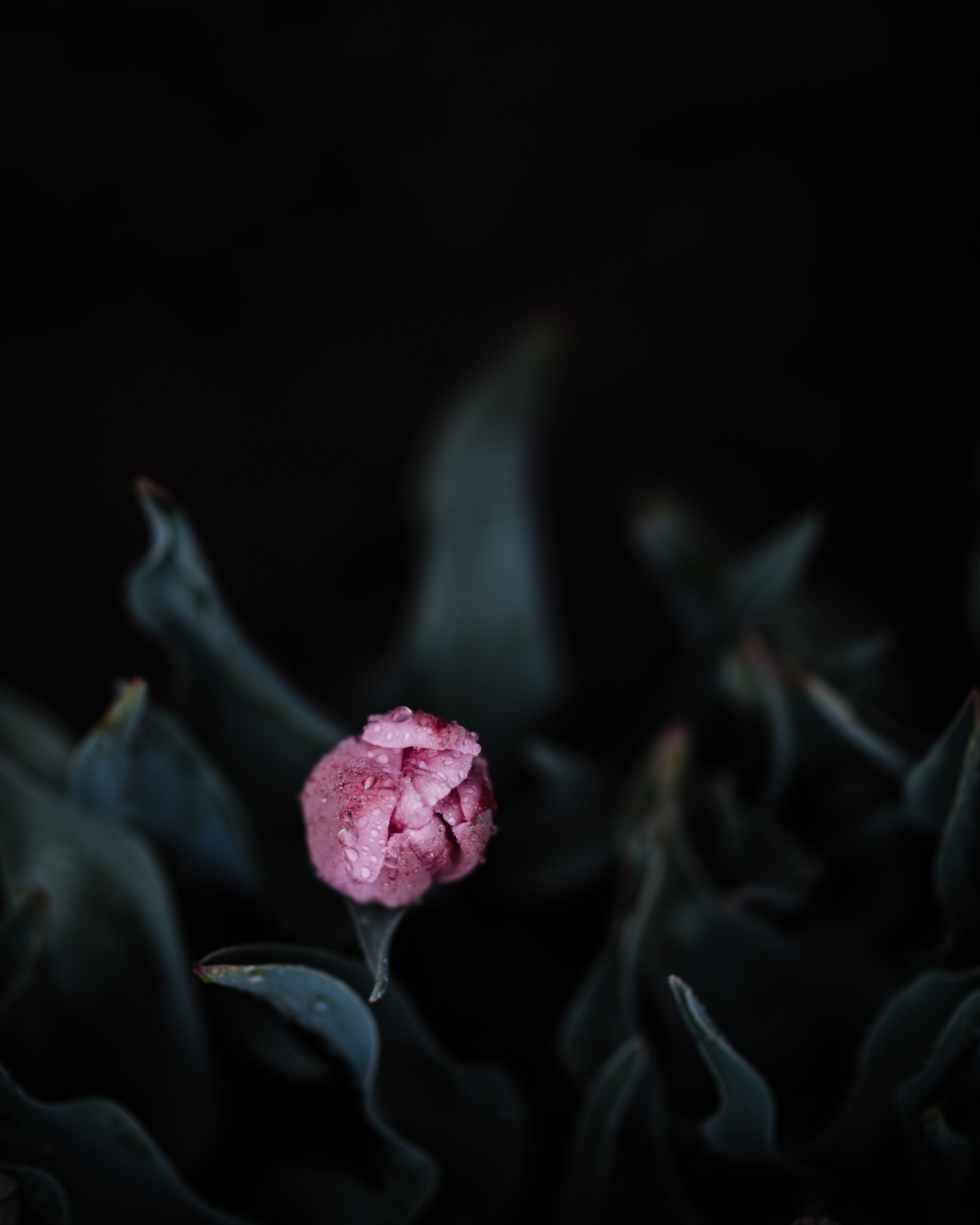 Un gros plan d'une fleur rose dans une pièce sombre (famille des rosacées, rose, plante à fleurs, pétale, gros plan)