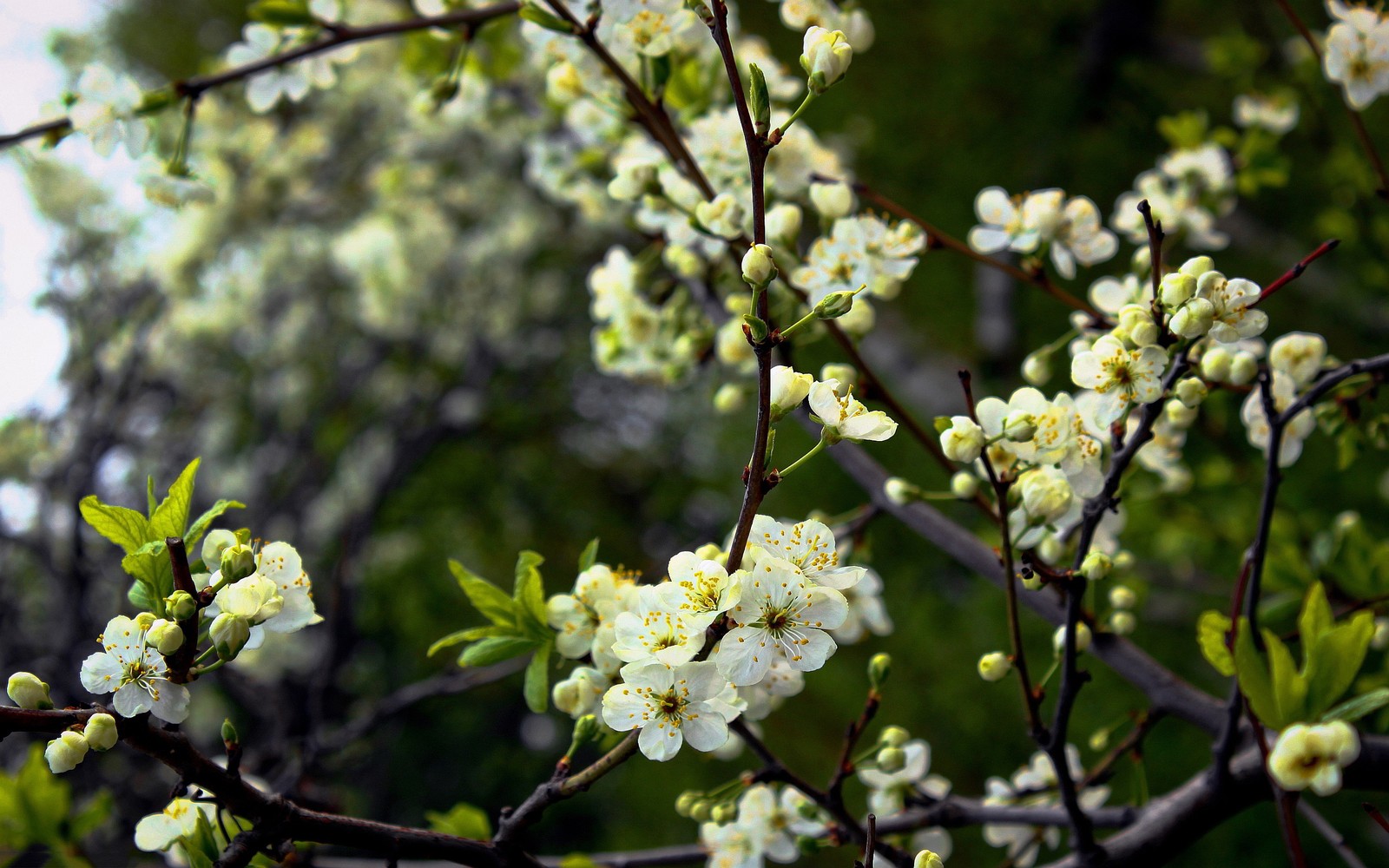 flower, twig, spring, plant, branch wallpaper