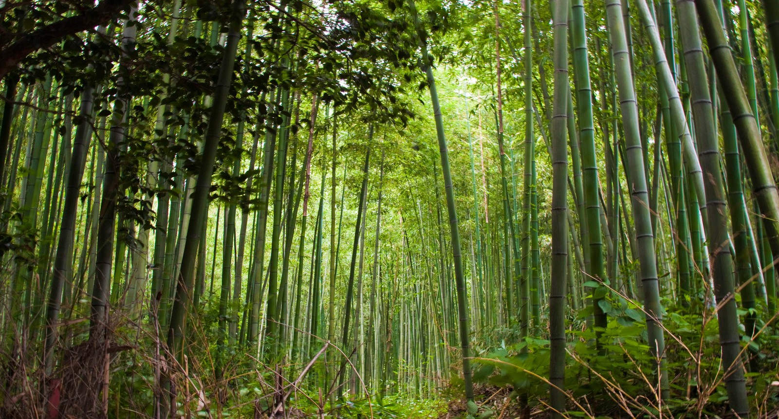 Un primer plano de un bosque de bambú con muchos árboles altos (bosque de bambú, bosque, árbol, vegetación, bambú)